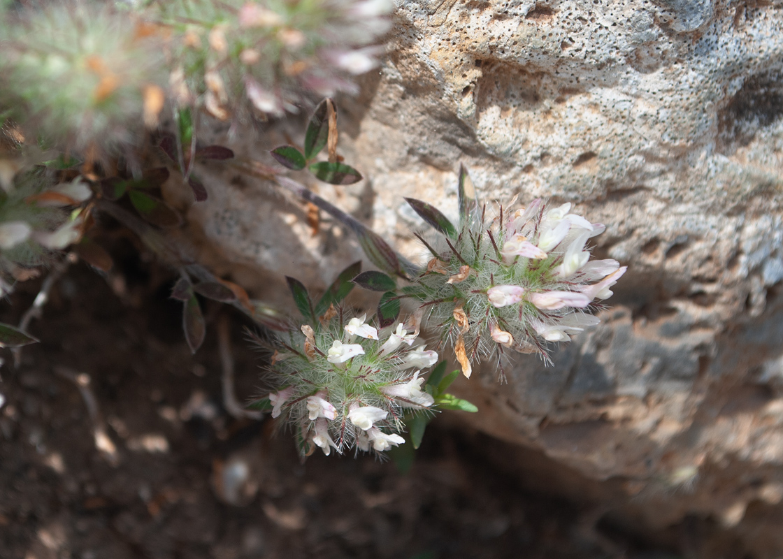 Изображение особи Trifolium stellatum.