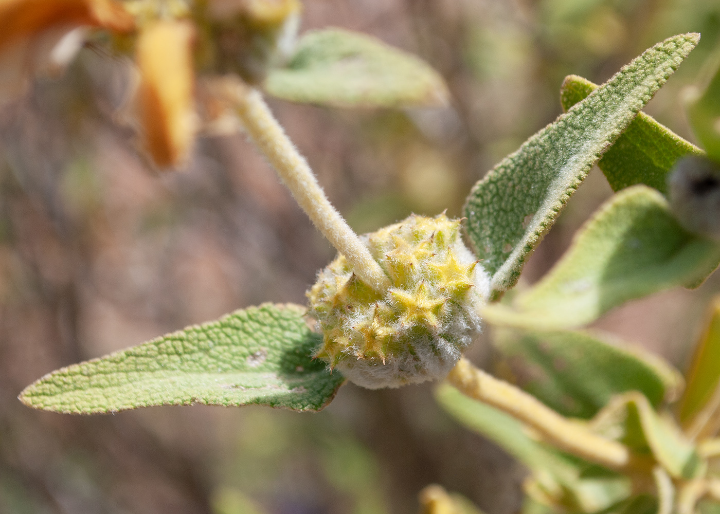 Image of genus Phlomis specimen.