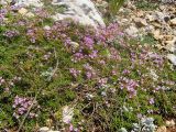 Thymus tauricus