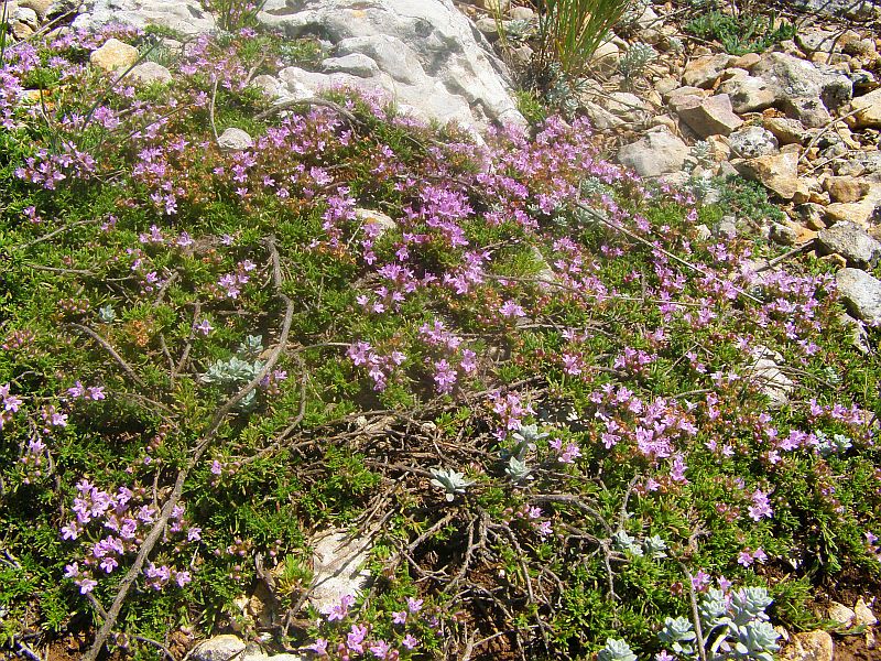 Image of Thymus tauricus specimen.