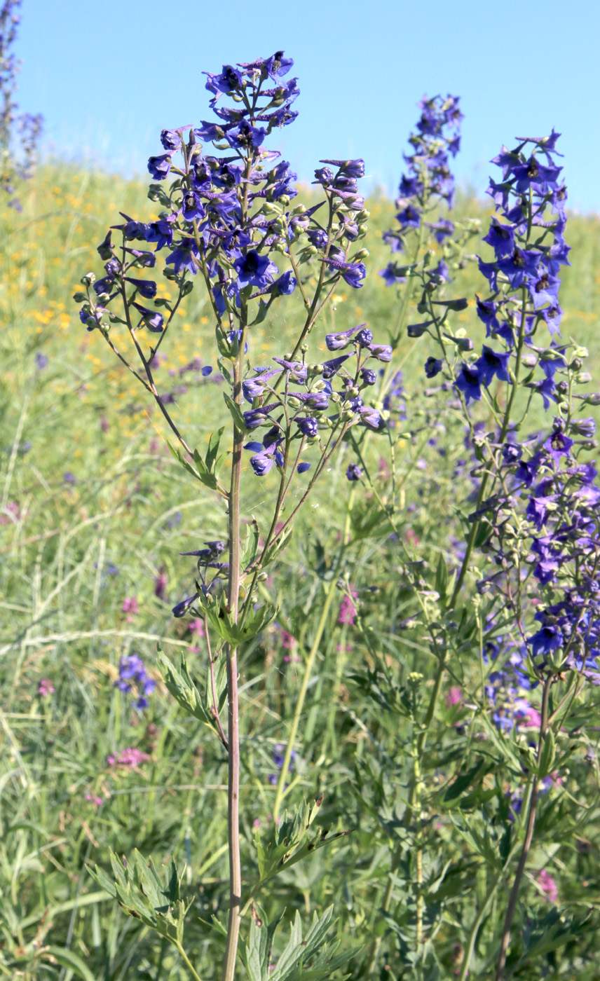 Image of Delphinium cuneatum specimen.