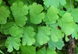 Adiantum capillus-veneris