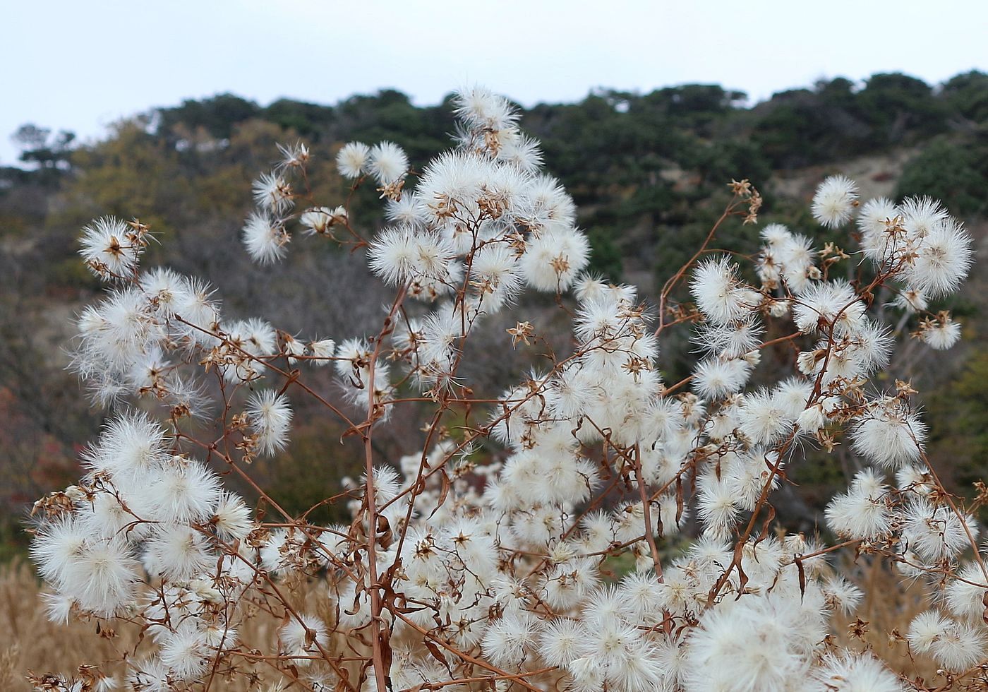 Изображение особи Tripolium pannonicum.
