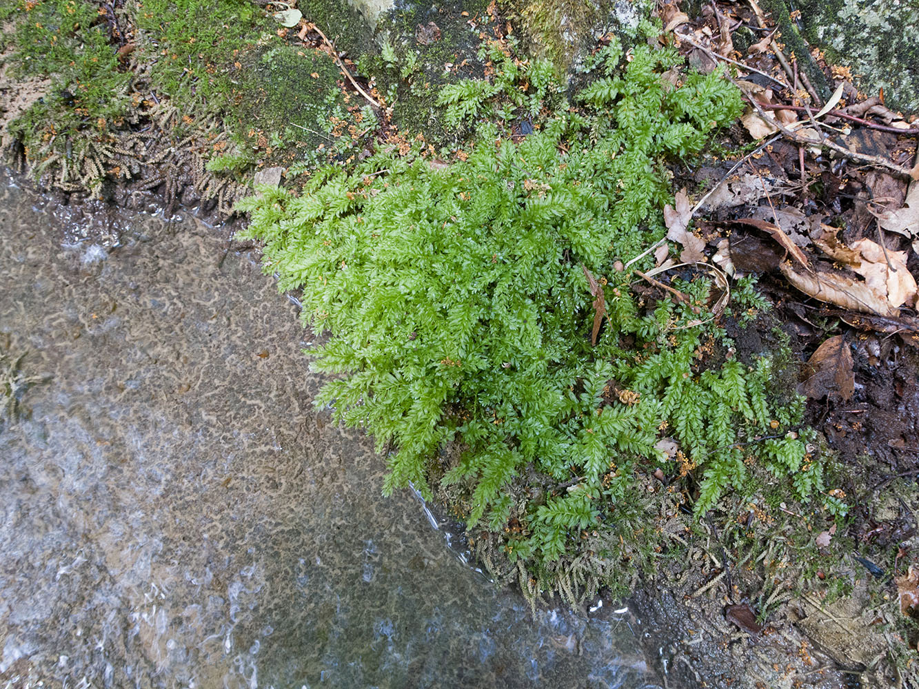 Изображение особи Plagiomnium undulatum.