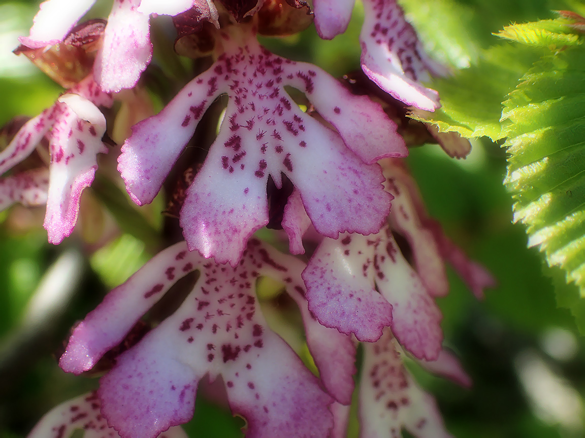 Image of Orchis purpurea specimen.
