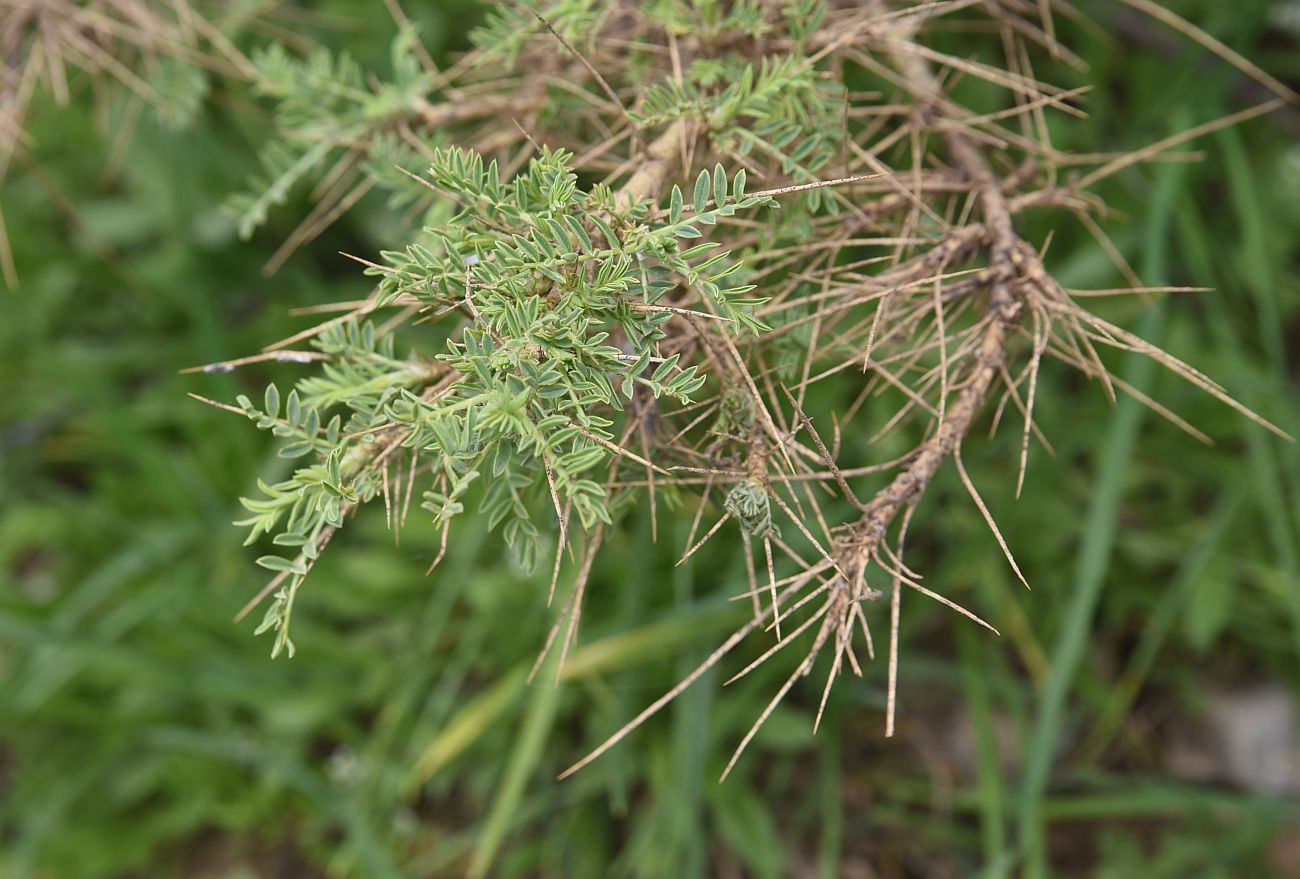 Изображение особи род Astragalus.