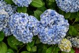 Hydrangea macrophylla