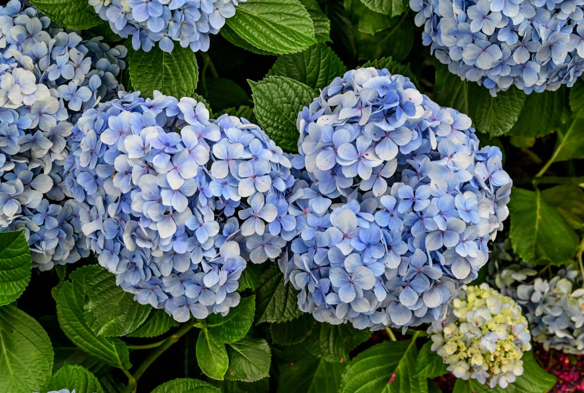 Изображение особи Hydrangea macrophylla.
