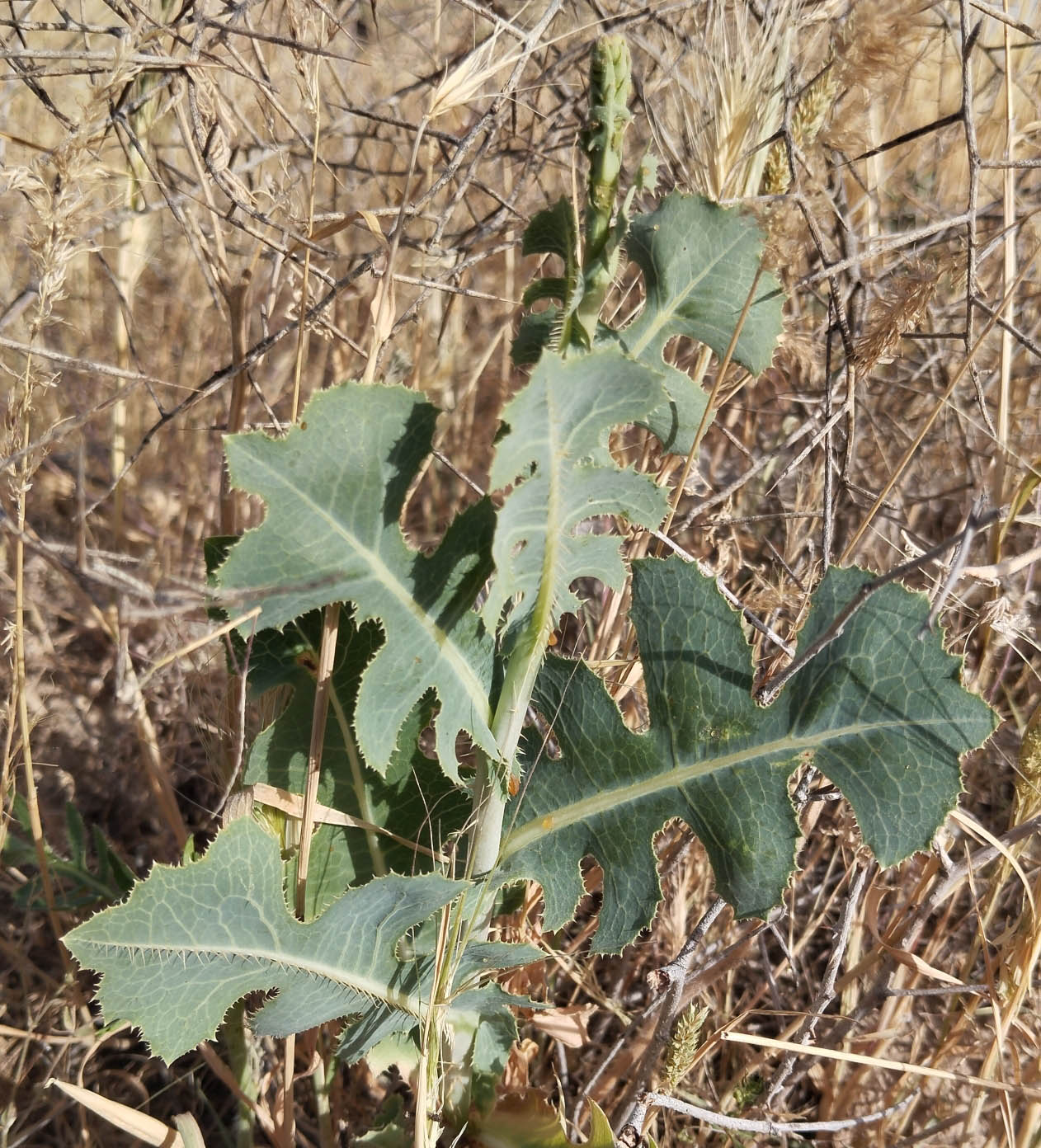 Image of Lactuca serriola specimen.