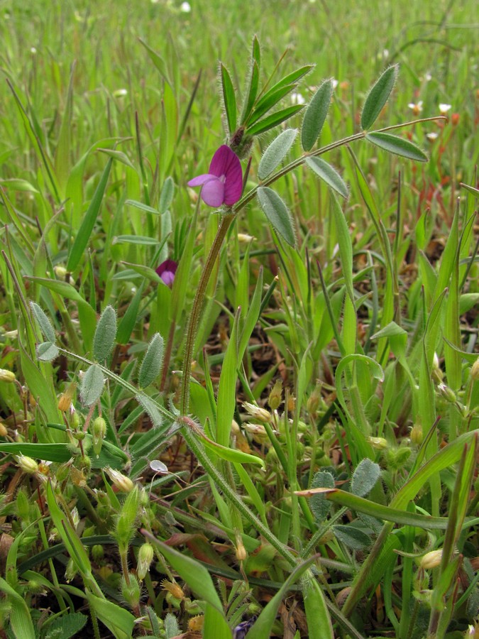 Image of Vicia lathyroides specimen.