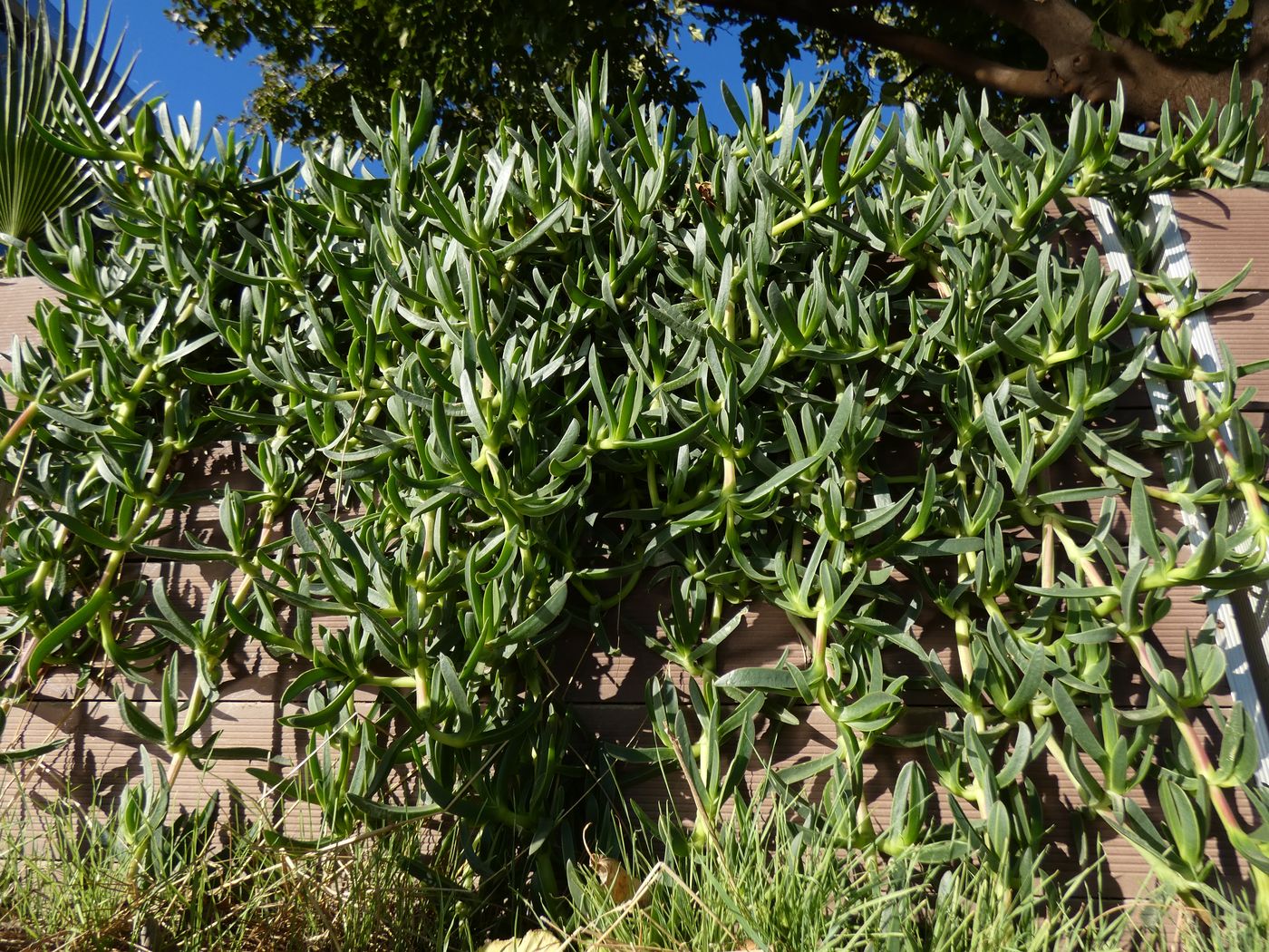 Изображение особи Carpobrotus edulis.