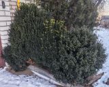 Buxus sempervirens. Зимующие растения. Волгоград, Красноармейский р-н, Семипалатинская улица. 01.01.2026.