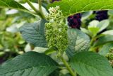 Phytolacca acinosa. Незрелое соплодие. Челябинская обл., г. Челябинск, ботсад ЧелГУ, в культуре. 08.08.2022.