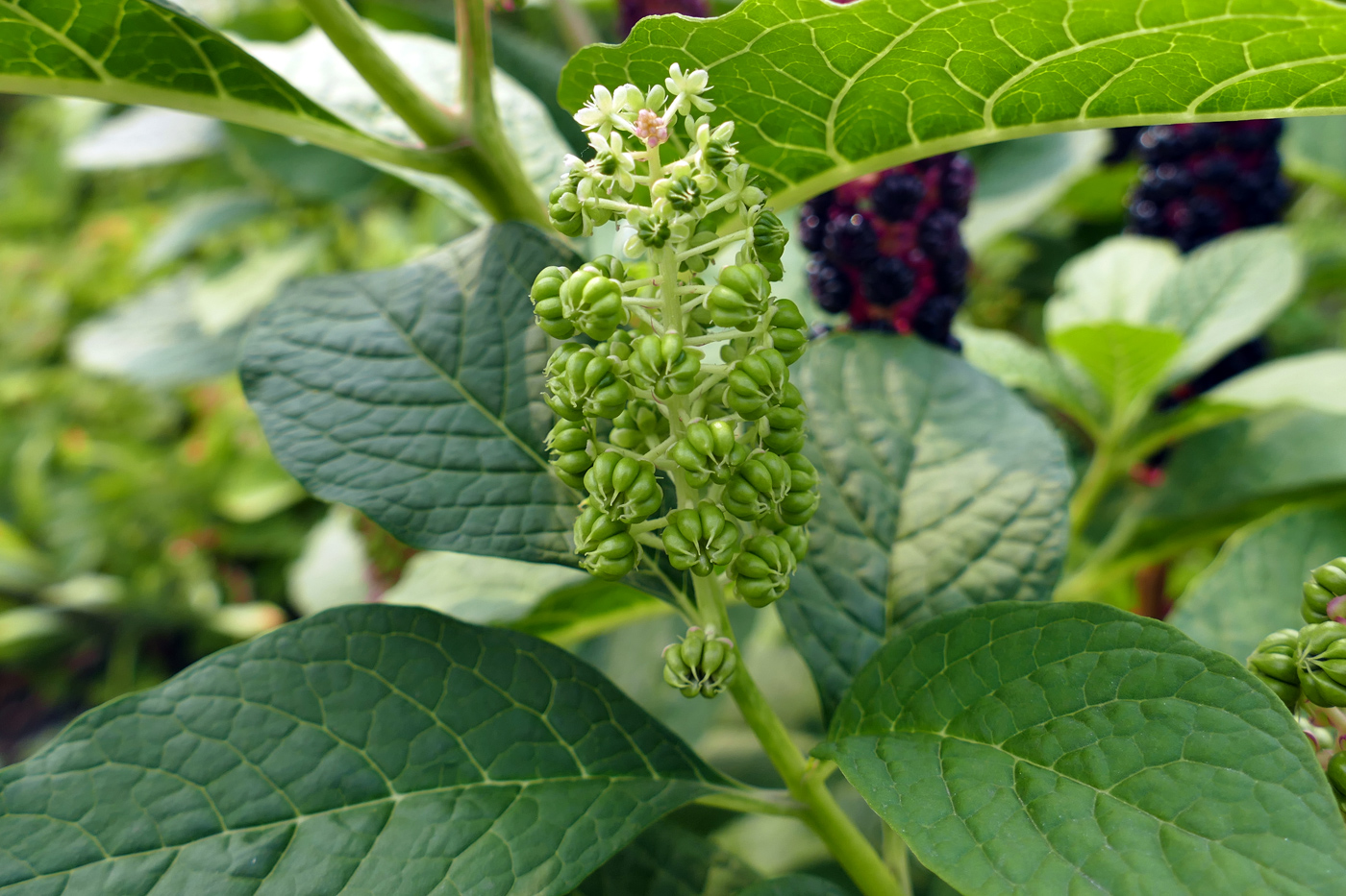 Изображение особи Phytolacca acinosa.