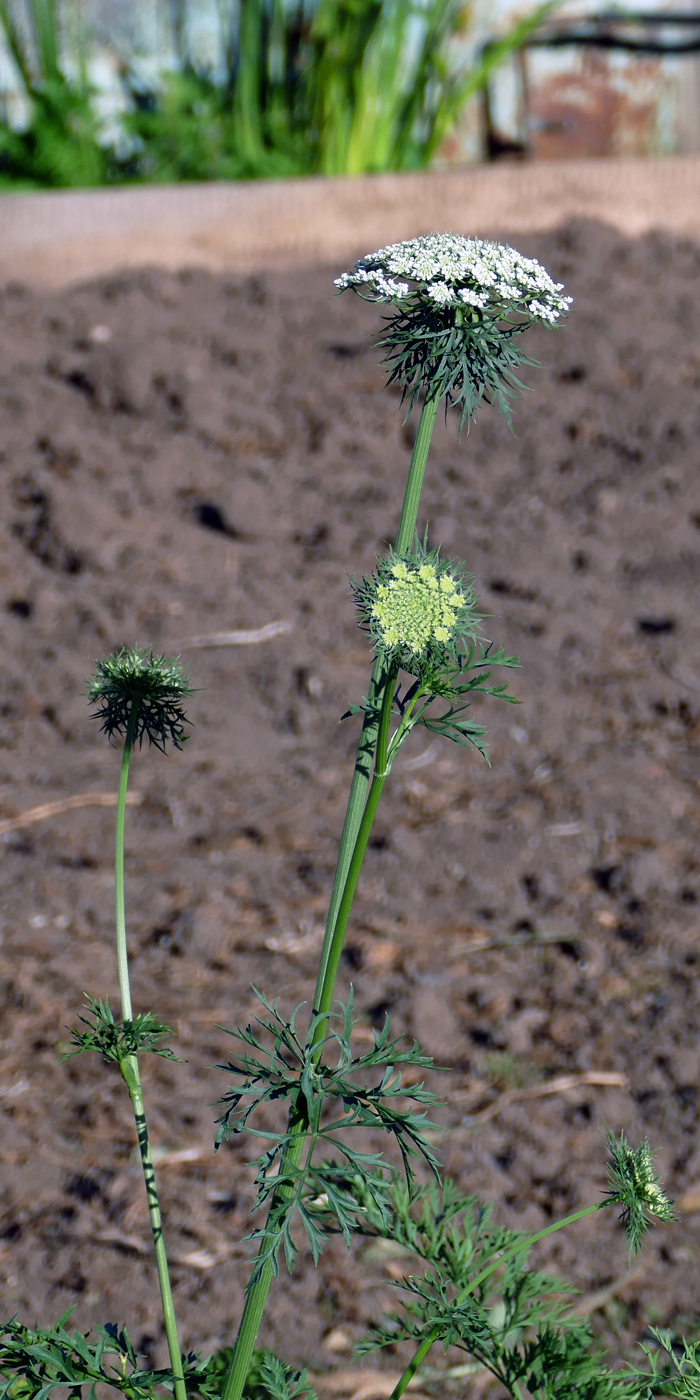 Изображение особи Daucus sativus.