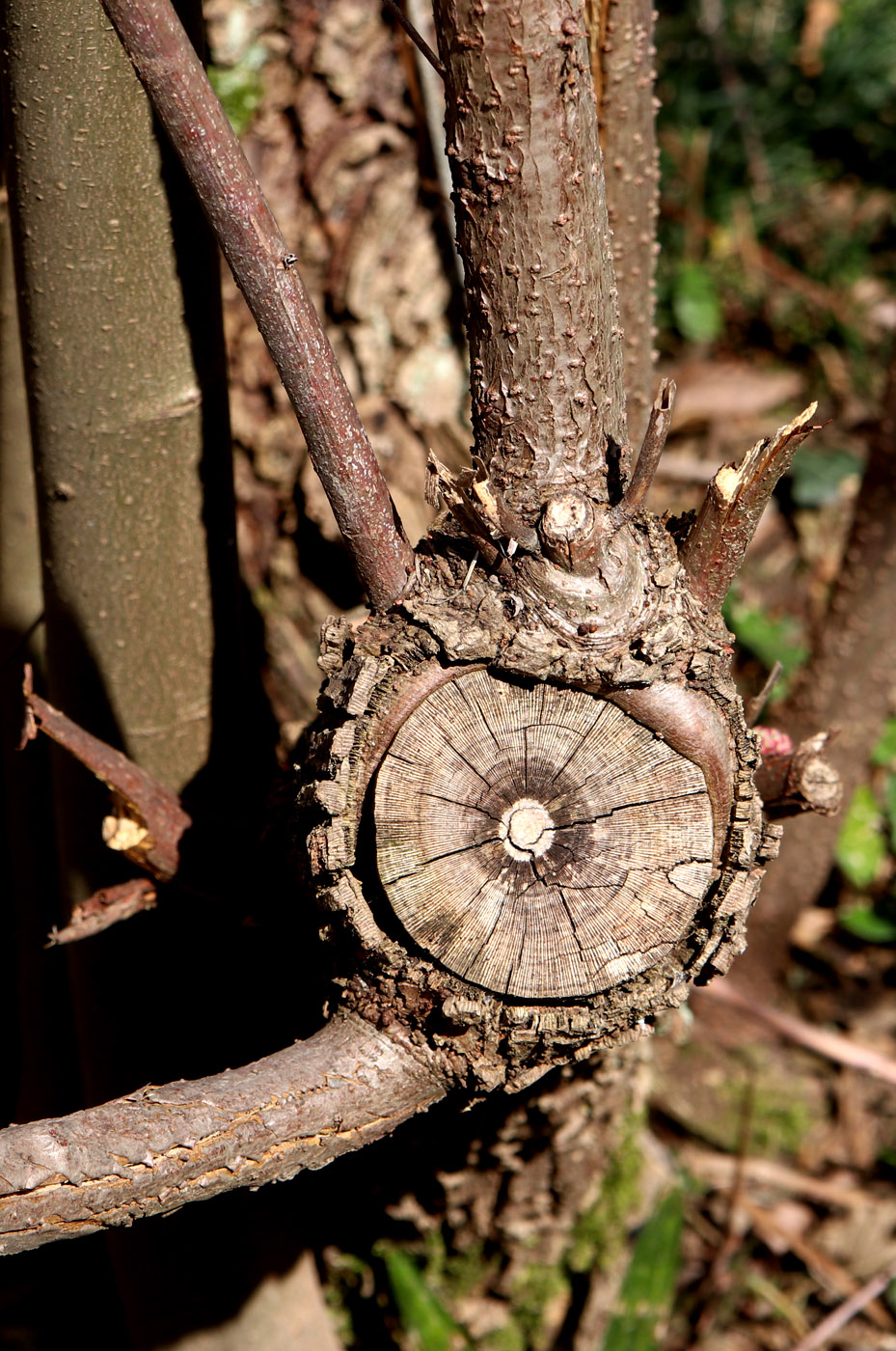 Изображение особи Coriaria sinica.