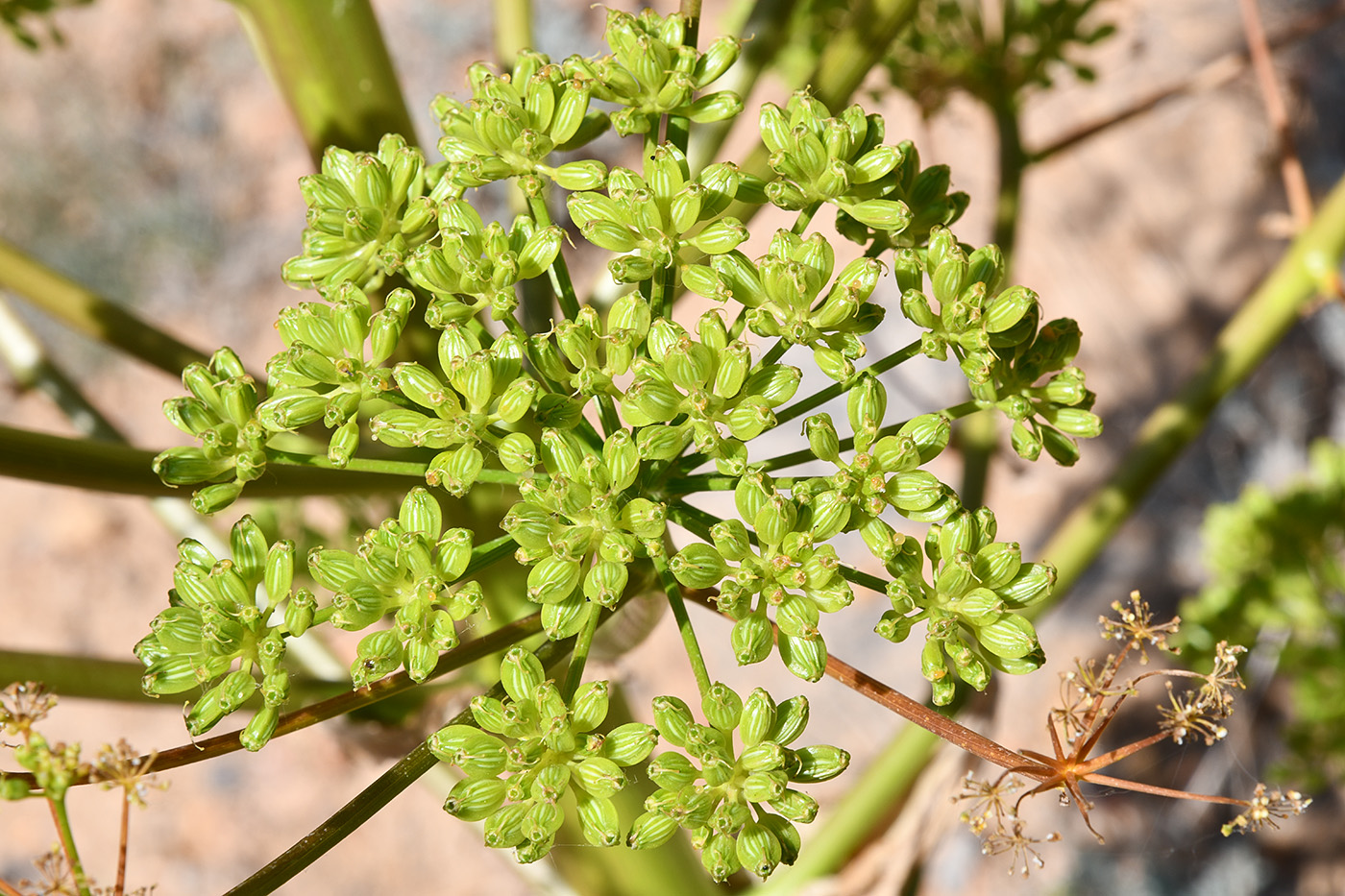 Image of genus Ferula specimen.