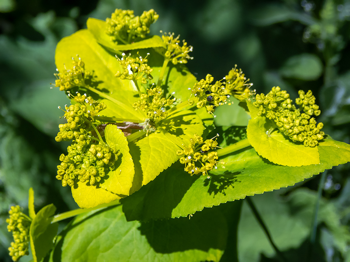 Image of Smyrnium perfoliatum specimen.