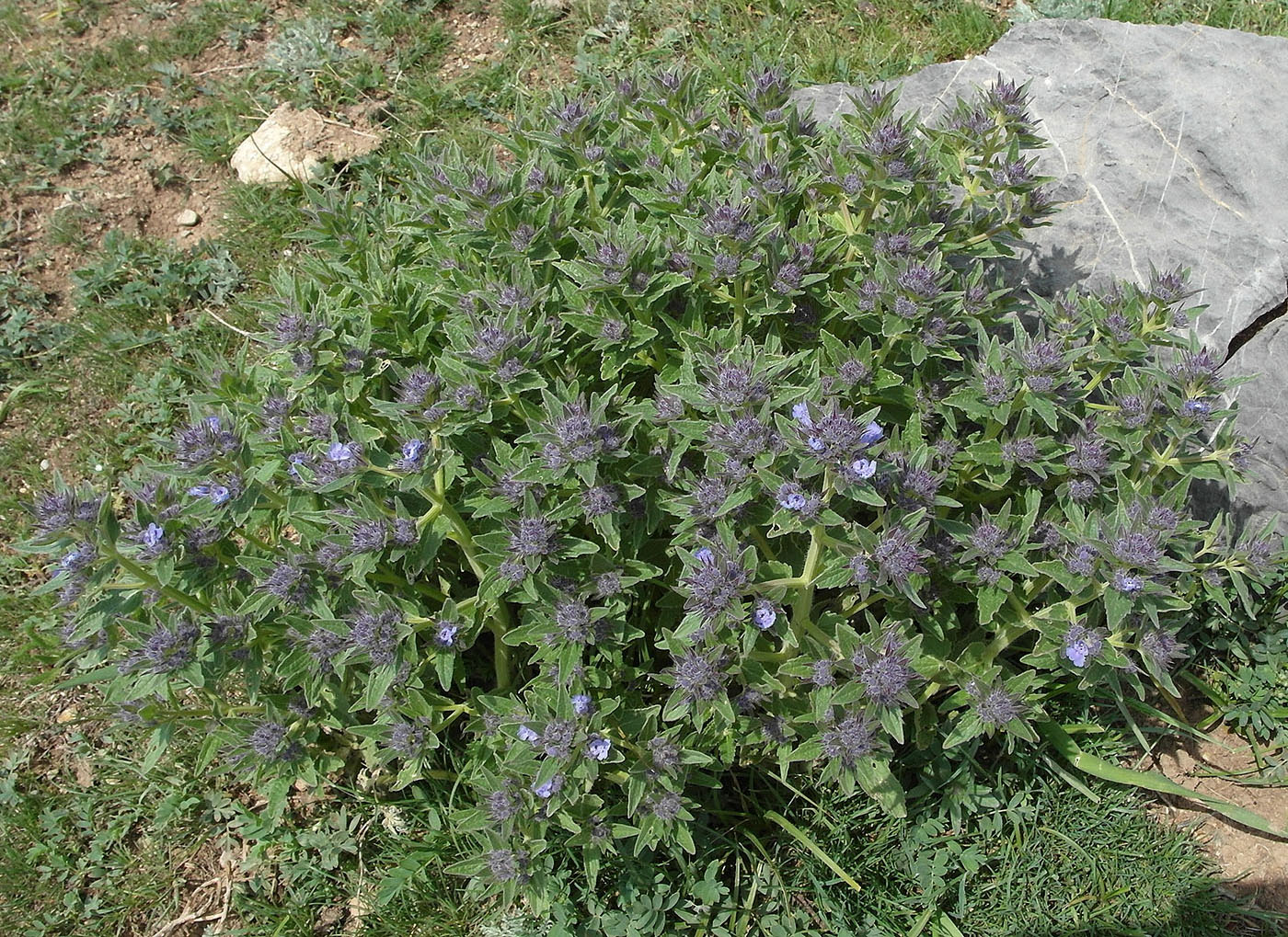 Изображение особи Nepeta ucranica.
