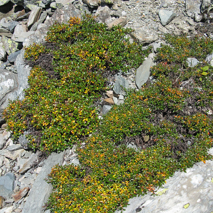 Image of Unknown species specimen.