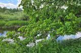 genus Ulmus