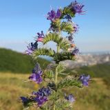genus Echium