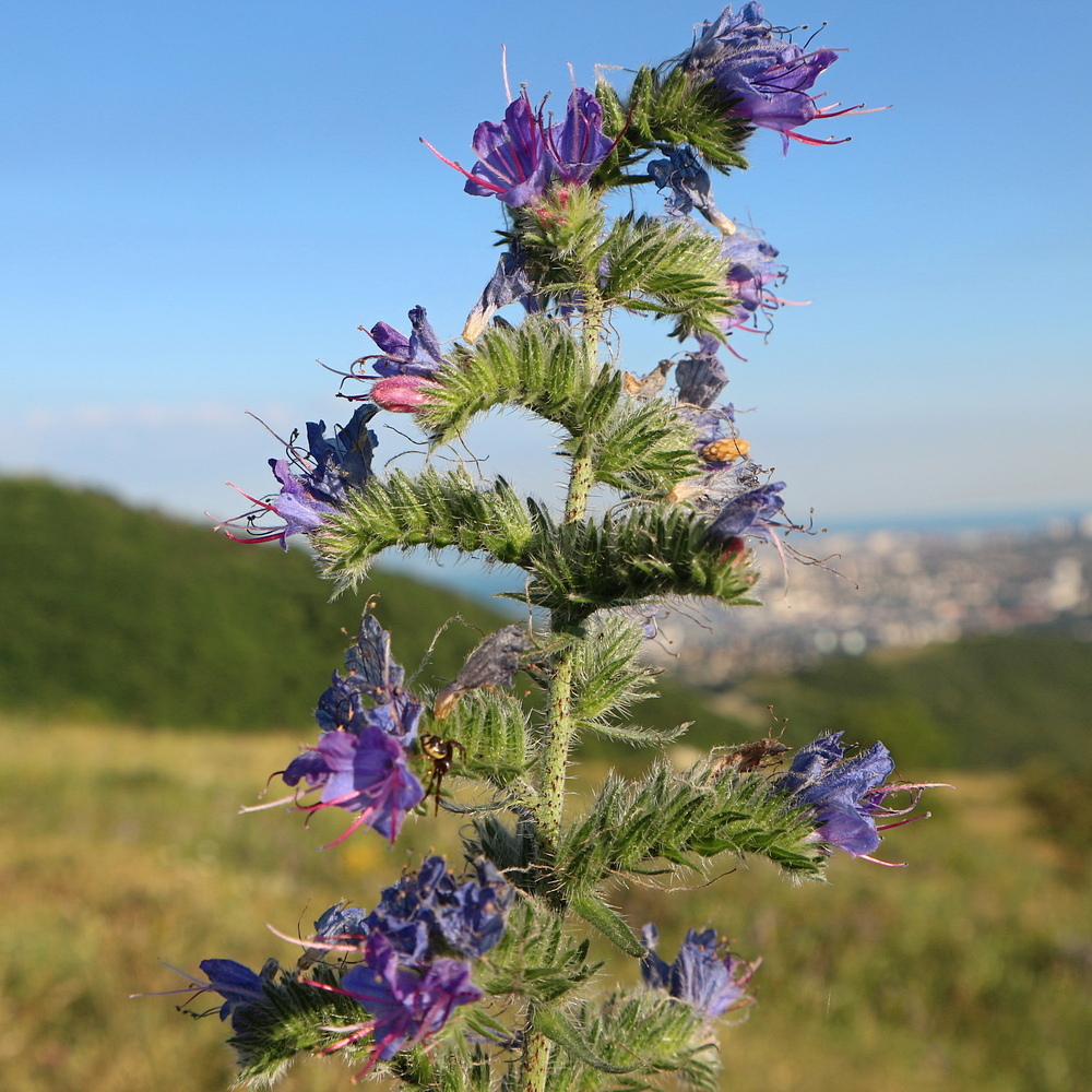 Изображение особи род Echium.