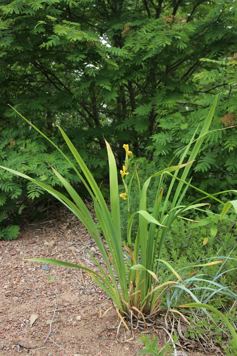 Изображение особи Iris pseudacorus.