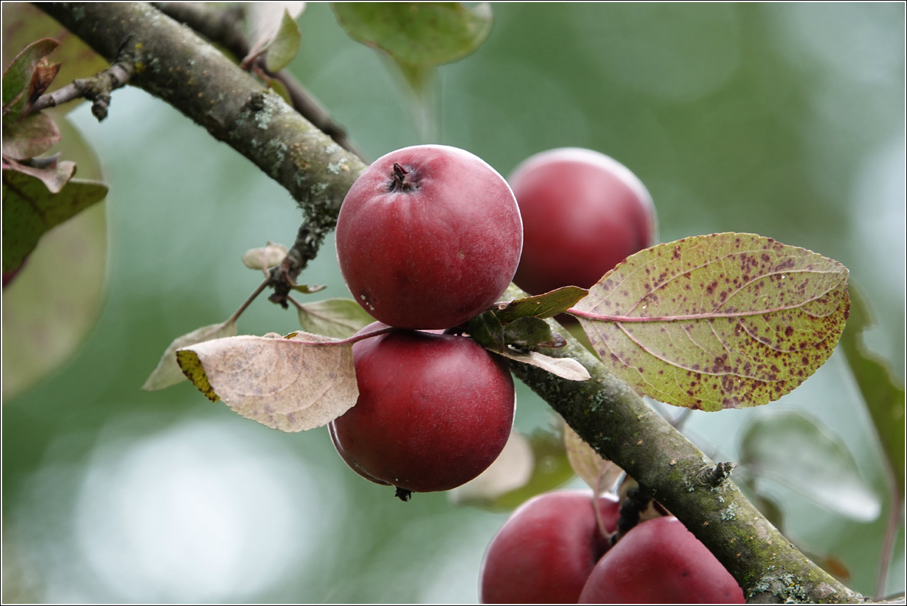 Изображение особи Malus niedzwetzkyana.