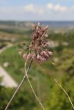 Allium paniculatum. Соцветие. Крым, предгорье, средневековый город-крепость Эски-Кермен. 26.07.2026.