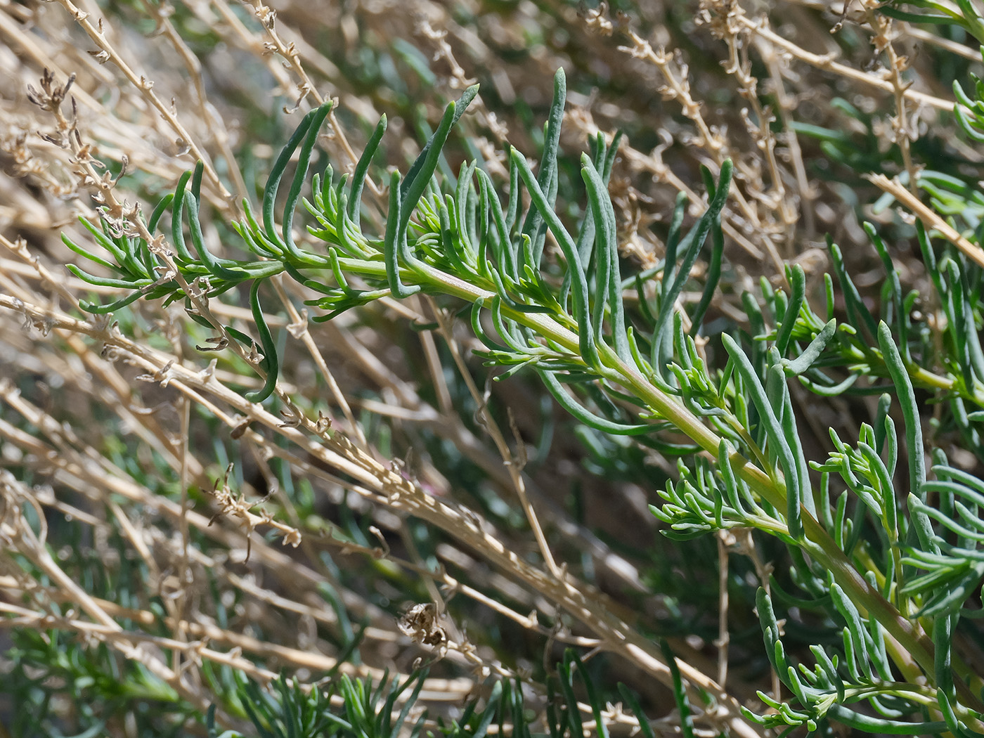 Изображение особи Salsola montana.