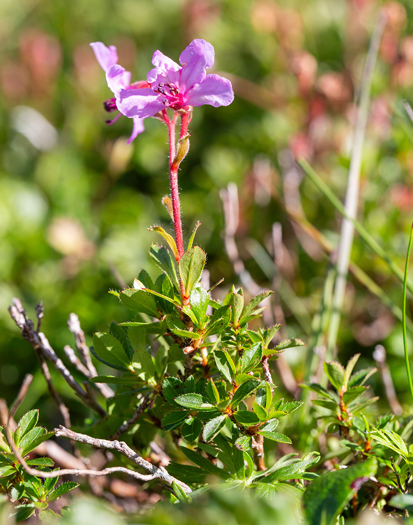 Изображение особи Rhododendron redowskianum.