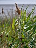 Phragmites australis. Верхушка побега с соплодием. Португалия, г. Лиссабон, берег р. Тежу, у воды. 10.08.2025.