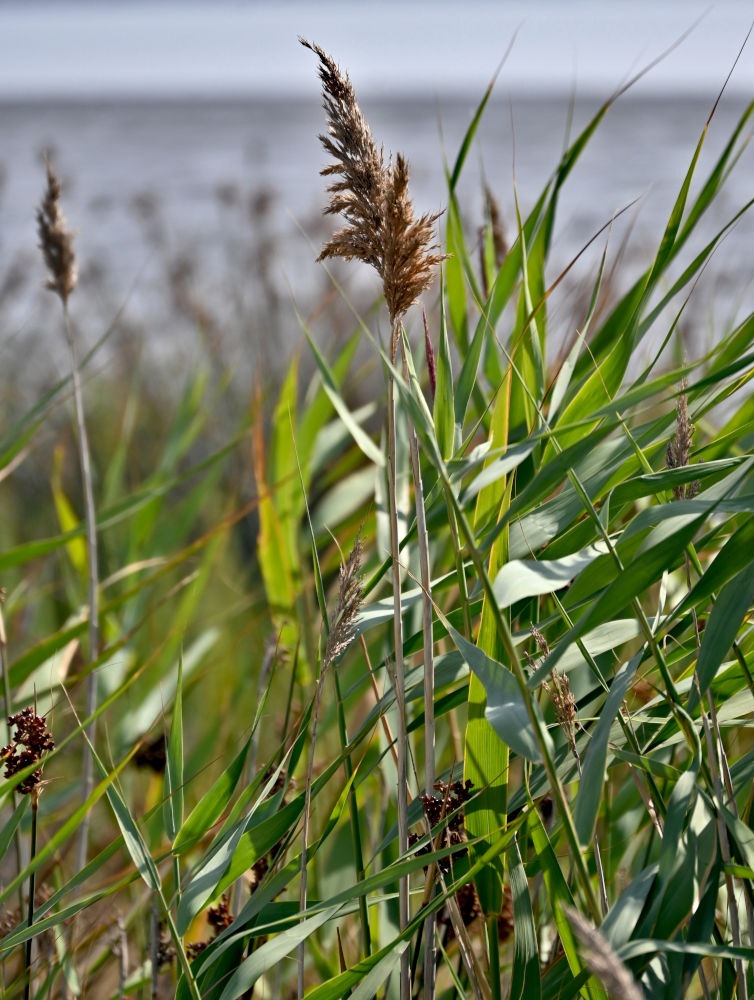 Image of Phragmites australis specimen.