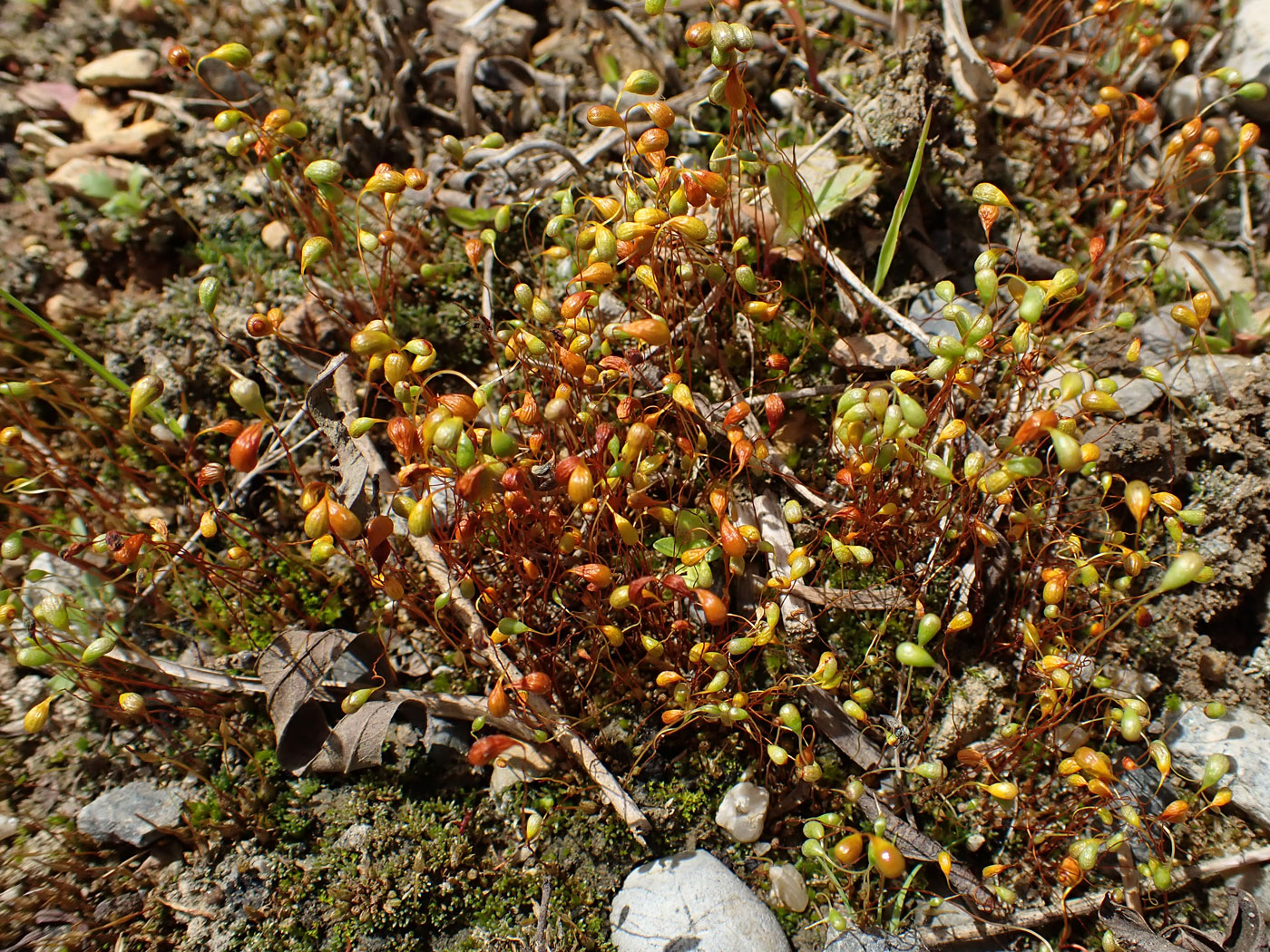 Image of Funaria hygrometrica specimen.