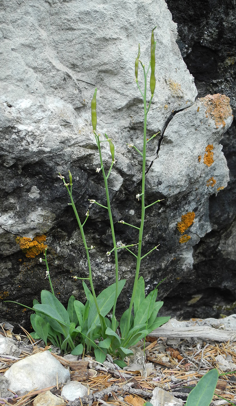 Image of Parrya nudicaulis specimen.