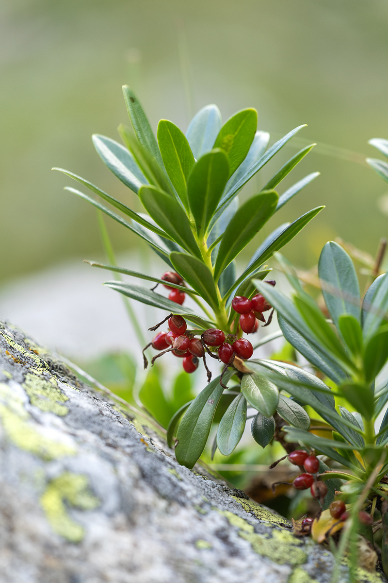 Image of Daphne glomerata specimen.