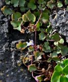 Cymbalaria muralis. Верхушка побега с цветком и плодом. Португалия, Азорские о-ва, о-в Сан-Мигел, г. Понта-Делгада, на каменной стене. 15.08.2025.