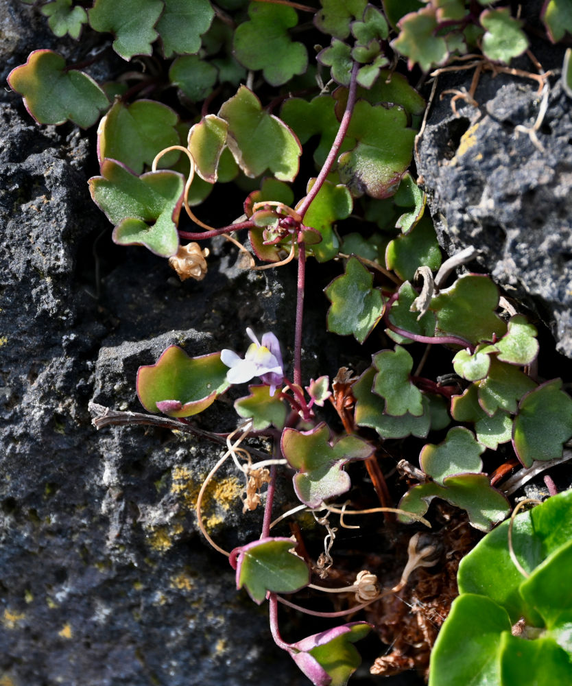Image of Cymbalaria muralis specimen.