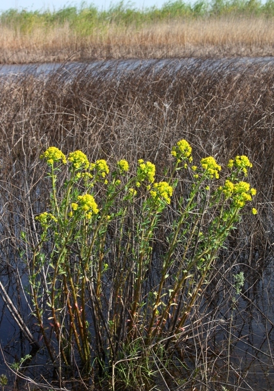 Изображение особи Euphorbia palustris.