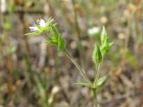 Arenaria zozii