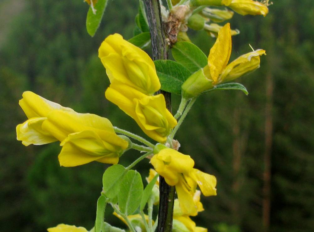 Image of genus Caragana specimen.