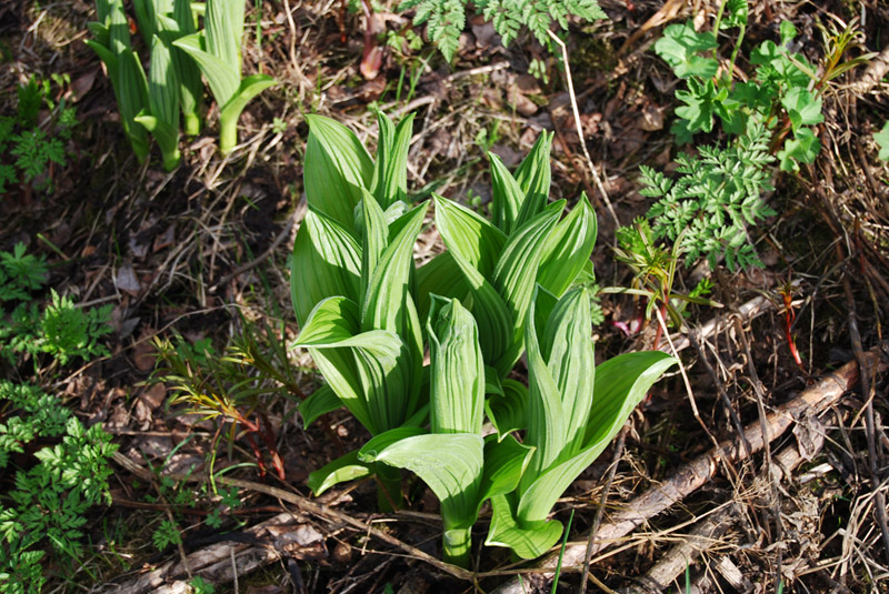 Изображение особи Veratrum lobelianum.