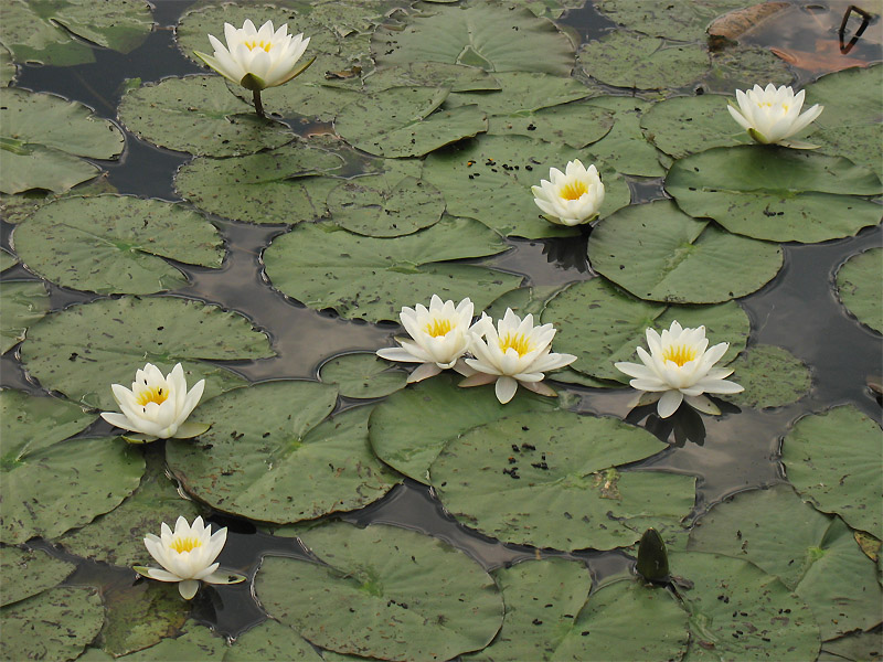 Изображение особи Nymphaea alba.