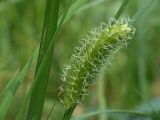 Carex vesicaria