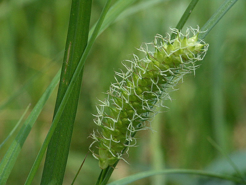 Изображение особи Carex vesicaria.