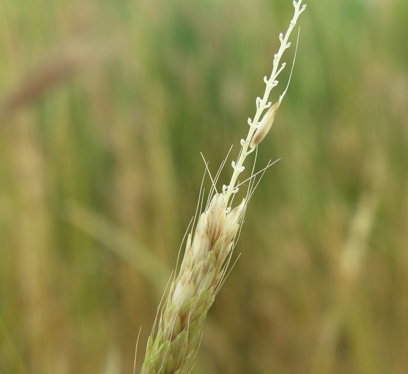 Image of Alopecurus myosuroides specimen.