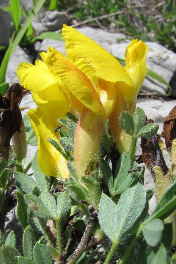 Image of Chamaecytisus polytrichus specimen.