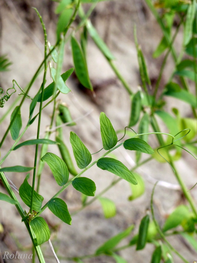 Изображение особи Vicia cracca.