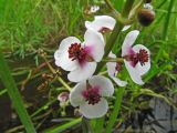 Sagittaria sagittifolia